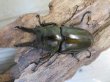 画像2: ☆美麗新成虫☆ババオウゴンオニクワガタ♂64ミリ♀45ミリペア+♀45ミリ計3頭トリオ販売!! (2)