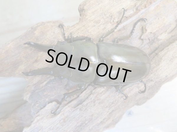 画像2: ☆美麗新成虫☆ババオウゴンオニクワガタ♂64ミリ♀45ミリペア+♀45ミリ計3頭トリオ販売!! (2)