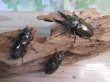 画像6: ☆美麗新成虫☆ババオウゴンオニクワガタ♂64ミリ♀45ミリペア+♀45ミリ計3頭トリオ販売!! (6)