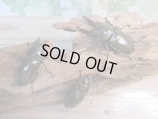 画像6: ☆美麗新成虫☆ババオウゴンオニクワガタ♂64ミリ♀45ミリペア+♀45ミリ計3頭トリオ販売!! (6)