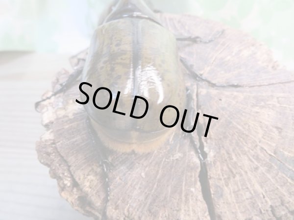 画像3: 新成虫☆F3☆モロンシロカブト♂75ミリ♀58ミリペア販売！！ (3)