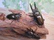 画像6: ☆美麗新成虫☆ババオウゴンオニクワガタ♂70ミリ♀46ミリペア+♀46ミリ計3頭トリオ販売!! (6)
