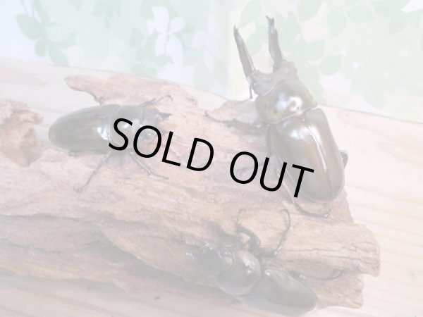 画像6: ☆美麗新成虫☆ババオウゴンオニクワガタ♂70ミリ♀46ミリペア+♀46ミリ計3頭トリオ販売!! (6)