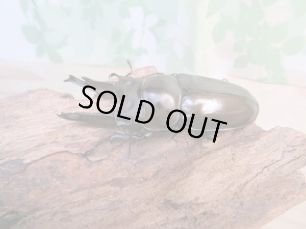 画像1: ☆美麗新成虫☆ババオウゴンオニクワガタ♂70ミリ♀46ミリペア+♀46ミリ計3頭トリオ販売!! (1)