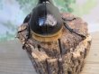 画像3: ☆大型新成虫☆サタンオオカブト♂102ミリ♀60ミリ別血統ペア販売!! (3)