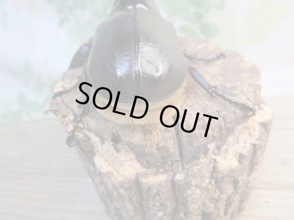 画像3: ☆大型新成虫☆サタンオオカブト♂102ミリ♀60ミリ別血統ペア販売！！ (3)