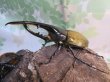 画像1: ☆新成虫☆D.H.ヘラクレス♂135ミリ♀66ミリペア販売!! (1)