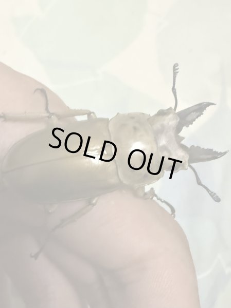 画像2: 稀少産地☆WF2☆モセリオウゴンオニクワガタ幼虫3頭セット販売!! (2)