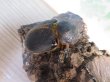 画像4: ☆大型新成虫☆サタンオオカブト♂102ミリ♀60ミリ別血統ペア販売!! (4)