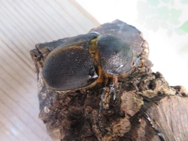 画像4: ☆大型新成虫☆サタンオオカブト♂102ミリ♀60ミリ別血統ペア販売!! (4)