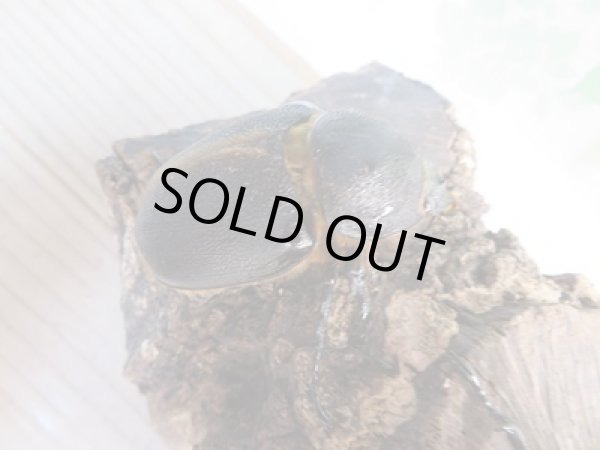 画像4: ☆大型新成虫☆サタンオオカブト♂102ミリ♀60ミリ別血統ペア販売！！ (4)