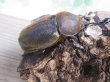 画像4: ☆新成虫☆D.H.ヘラクレス♂135ミリ♀66ミリペア販売!! (4)