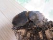 画像4: ☆某有名血統☆新成虫!D.H.ヘラクレス♂137ミリ♀67ミリペア販売!!   (4)