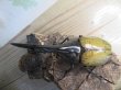 画像2: ☆新成虫☆D.H.ヘラクレス♂135ミリ♀66ミリペア販売!! (2)