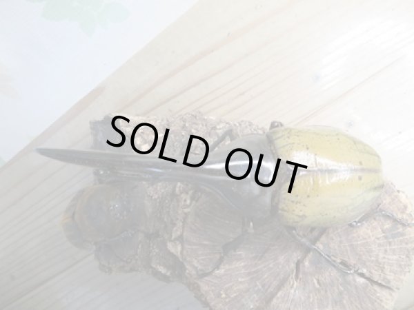 画像2: ☆新成虫☆D.H.ヘラクレス♂135ミリ♀66ミリペア販売!! (2)