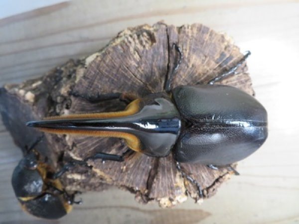 画像2: ☆大型新成虫☆サタンオオカブト♂102ミリ♀60ミリ別血統ペア販売!! (2)