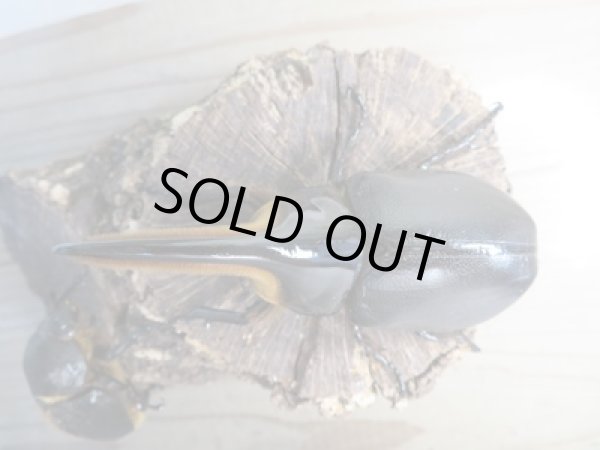 画像2: ☆大型新成虫☆サタンオオカブト♂102ミリ♀60ミリ別血統ペア販売！！ (2)