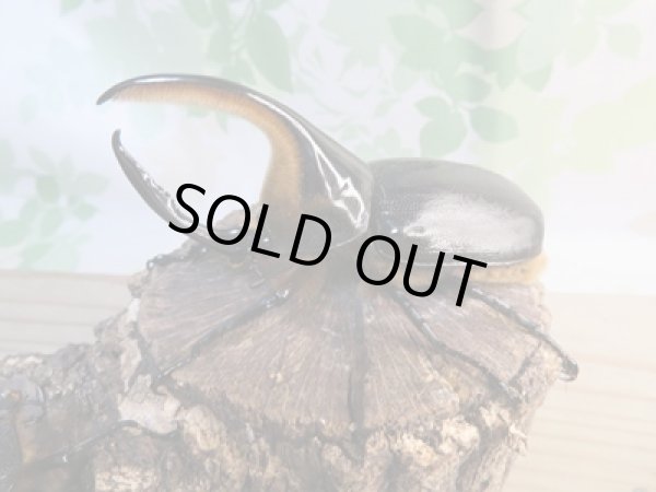 画像1: ☆大型新成虫☆サタンオオカブト♂102ミリ♀60ミリ別血統ペア販売！！ (1)