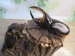 画像5: ☆大型新成虫☆サタンオオカブト♂102ミリ♀60ミリ別血統ペア販売!! (5)