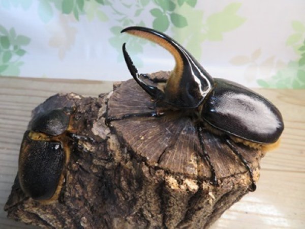 画像5: ☆大型新成虫☆サタンオオカブト♂102ミリ♀60ミリ別血統ペア販売!! (5)