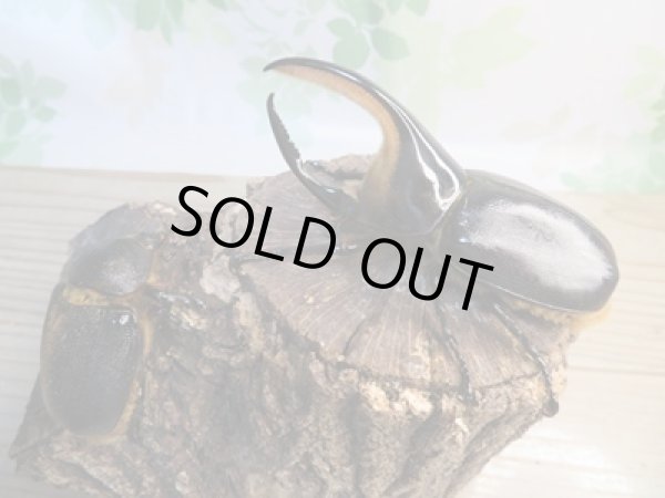 画像5: ☆大型新成虫☆サタンオオカブト♂102ミリ♀60ミリ別血統ペア販売！！ (5)