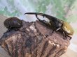 画像5: ☆新成虫☆D.H.ヘラクレス♂135ミリ♀66ミリペア販売!! (5)