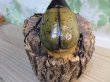 画像3: ☆某有名血統☆新成虫!D.H.ヘラクレス♂137ミリ♀67ミリペア販売!!   (3)