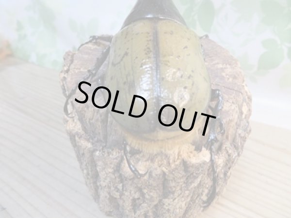 画像3: ☆某有名血統☆新成虫!D.H.ヘラクレス♂137ミリ♀67ミリペア販売!!   (3)