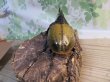 画像3: ☆新成虫☆D.H.ヘラクレス♂135ミリ♀66ミリペア販売!! (3)