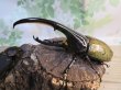画像1: ☆某有名血統☆新成虫!D.H.ヘラクレス♂137ミリ♀67ミリペア販売!!   (1)