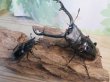 画像5: ☆大型新成虫☆ギラファノコギリクワガタ(亜種ニシカワイ)♂97ミリ♀50ミリペア販売!! (5)