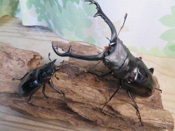 画像5: ☆大型新成虫☆ギラファノコギリクワガタ(亜種ニシカワイ)♂97ミリ♀50ミリペア販売!! (5)