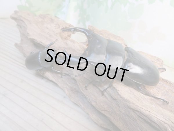 画像5: ☆即ブリ☆アンタエウスオオクワガタ(インドアンテ)♂84ミリ♀48ミリペア販売!! (5)