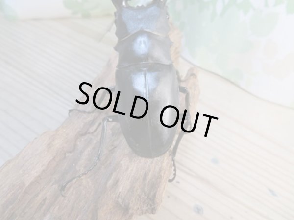 画像3: ☆新成虫☆ギラファノコギリクワガタ(亜種ケイスケ)♂104ミリ♀48ミリペア販売!! (3)