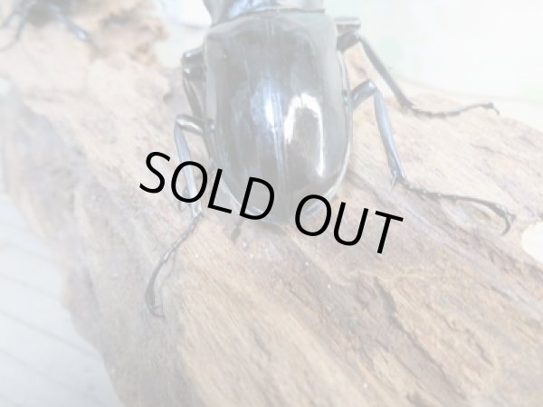 画像3: ☆新成虫☆ギラファノコギリクワガタ(亜種ダイスケ)♂93ミリ♀51ミリペア販売!! (3)