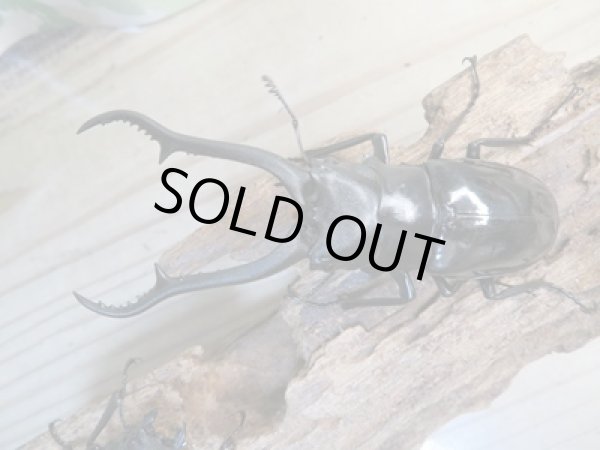 画像2: ☆新成虫☆ギラファノコギリクワガタ(亜種ダイスケ)♂93ミリ♀51ミリペア販売!! (2)