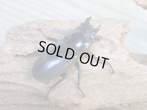 画像4: 新成虫☆ホワイトアイ☆アンタエウスオオクワガタ♂68ミリ♀40ミリペア販売!! (4)