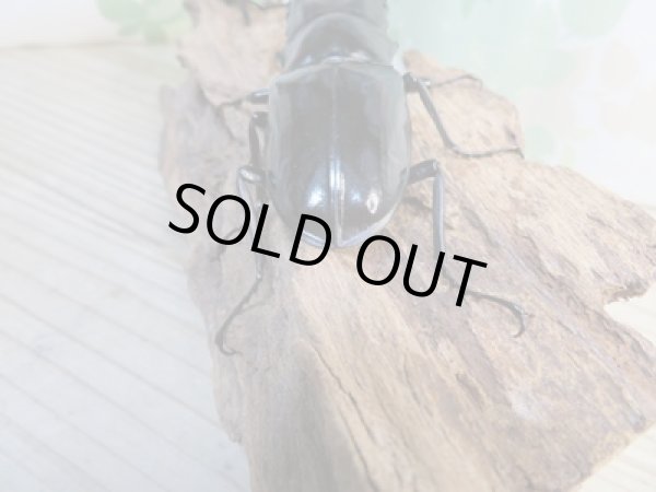 画像3: ☆新成虫☆ギラファノコギリクワガタ(亜種ダイスケ)♂104ミリ♀53ミリペア販売!! (3)