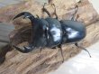画像2: 新成虫☆ホワイトアイ☆アンタエウスオオクワガタ♂68ミリ♀40ミリペア販売!! (2)