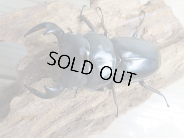 画像2: 新成虫☆ホワイトアイ☆アンタエウスオオクワガタ♂68ミリ♀40ミリペア販売!! (2)