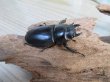 画像4: ☆即ブリ☆アンタエウスオオクワガタ(インドアンテ)♂84ミリ♀48ミリペア販売!! (4)