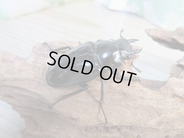 画像4: ☆新成虫☆ギラファノコギリクワガタ(亜種ダイスケ)♂93ミリ♀51ミリペア販売!! (4)