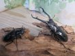 画像5: ☆新成虫☆ギラファノコギリクワガタ(亜種ダイスケ)♂93ミリ♀51ミリペア販売!! (5)