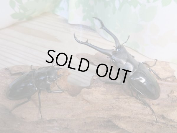 画像5: ☆新成虫☆ギラファノコギリクワガタ(亜種ダイスケ)♂93ミリ♀51ミリペア販売!! (5)