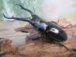 画像1: ☆新成虫☆ギラファノコギリクワガタ(亜種ダイスケ)♂93ミリ♀51ミリペア販売!! (1)