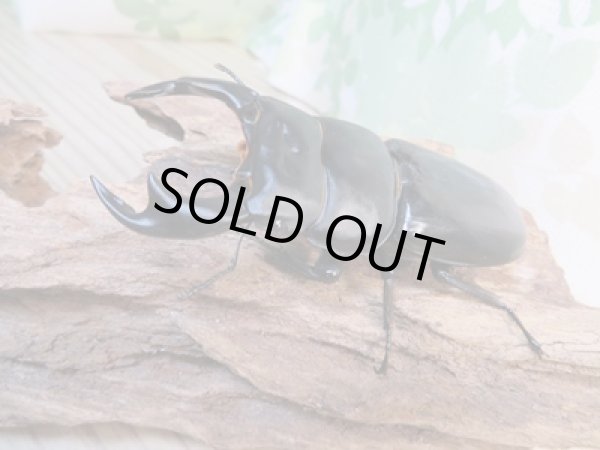 画像1: ☆即ブリ☆アンタエウスオオクワガタ(インドアンテ)♂84ミリ♀48ミリペア販売!! (1)