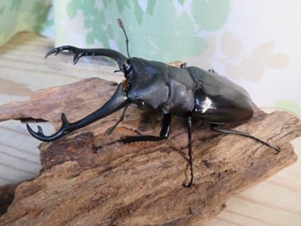 画像1: ☆大型新成虫☆ギラファノコギリクワガタ(亜種ニシカワイ)♂97ミリ♀50ミリペア販売!! (1)