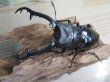 画像2: ☆大型新成虫☆ギラファノコギリクワガタ(亜種ニシカワイ)♂97ミリ♀50ミリペア販売!! (2)