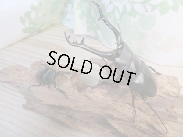 画像5: ☆新成虫☆ギラファノコギリクワガタ(亜種ケイスケ)♂104ミリ♀48ミリペア販売!! (5)