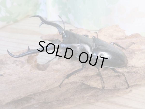 画像1: ☆新成虫☆ギラファノコギリクワガタ(亜種ダイスケ)♂104ミリ♀53ミリペア販売!! (1)